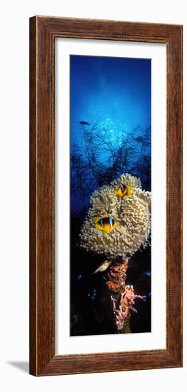 Sea Anemone and Allard's Anemonefish in the Ocean-null-Framed Photographic Print