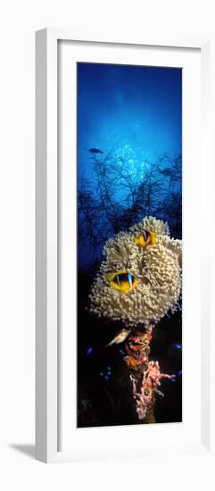 Sea Anemone and Allard's Anemonefish in the Ocean-null-Framed Photographic Print