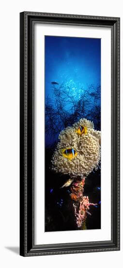 Sea Anemone and Allard's Anemonefish in the Ocean-null-Framed Photographic Print