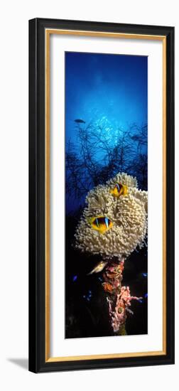 Sea Anemone and Allard's Anemonefish in the Ocean-null-Framed Photographic Print