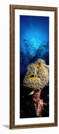 Sea Anemone and Allard's Anemonefish in the Ocean-null-Framed Photographic Print