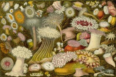 Sea Anemone Panorama' Art Print | Art.com