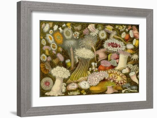 Sea Anemone Panorama-null-Framed Art Print