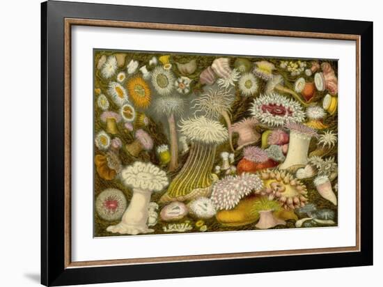 Sea Anemone Panorama-null-Framed Art Print