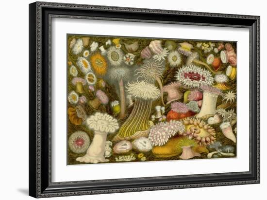 Sea Anemone Panorama-null-Framed Art Print