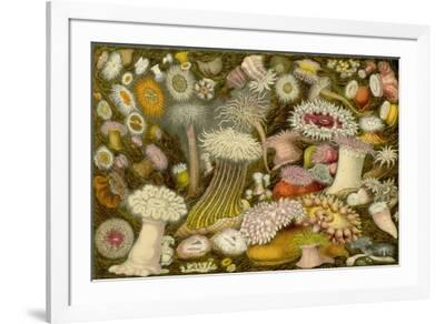 Sea Anemone Panorama' Art Print | Art.com
