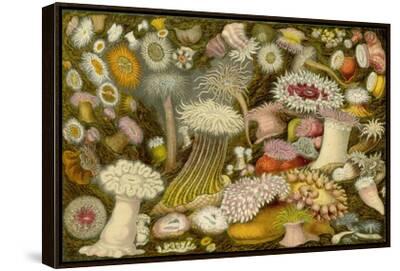 Sea Anemone Panorama' Art Print | Art.com