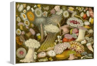 絵画 anemone Sea Anemone Panorama' Art Print | Art.com