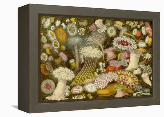 Sea Anemone Panorama-null-Framed Stretched Canvas