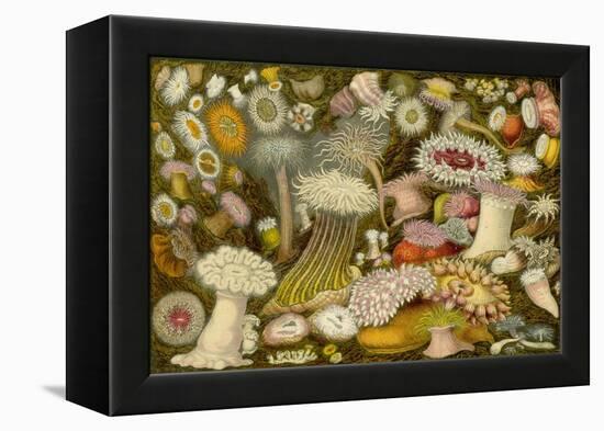 Sea Anemone Panorama-null-Framed Stretched Canvas