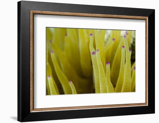 Sea Anemone with Purple Tips on its Arms Taken Near Staniel Cay, Exuma, Bahamas-James White-Framed Photographic Print