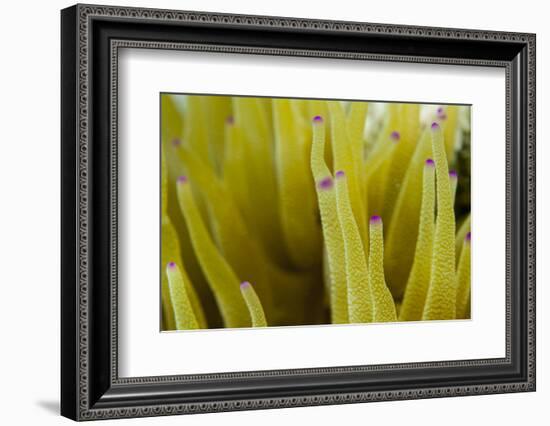 Sea Anemone with Purple Tips on its Arms Taken Near Staniel Cay, Exuma, Bahamas-James White-Framed Photographic Print