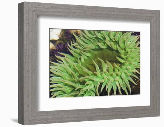 Sea Anemone-Ken Archer-Framed Photographic Print