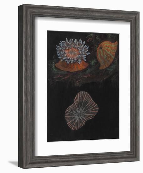 Sea Anemone-Philip Henry Gosse-Framed Giclee Print