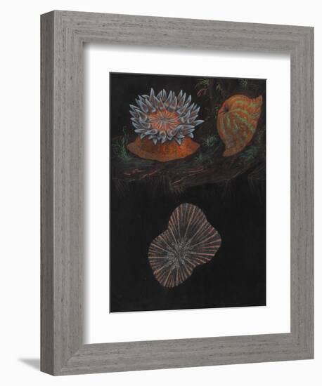 Sea Anemone-Philip Henry Gosse-Framed Giclee Print