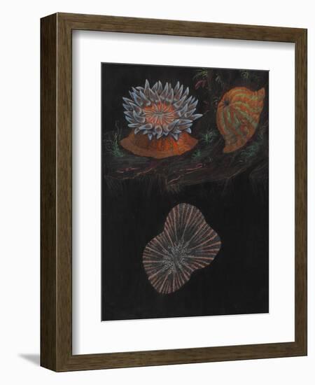 Sea Anemone-Philip Henry Gosse-Framed Giclee Print