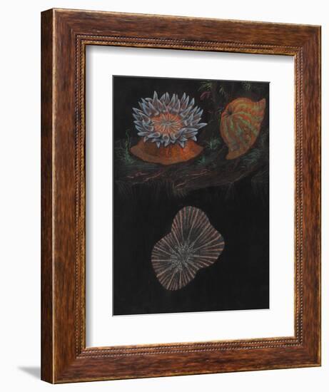 Sea Anemone-Philip Henry Gosse-Framed Giclee Print