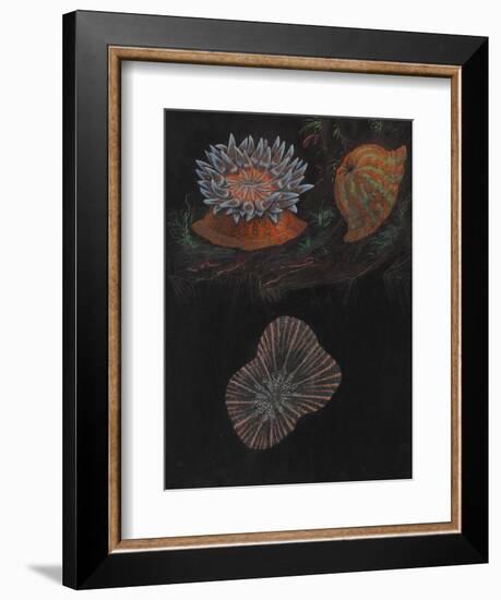 Sea Anemone-Philip Henry Gosse-Framed Giclee Print