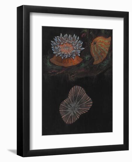 Sea Anemone-Philip Henry Gosse-Framed Giclee Print