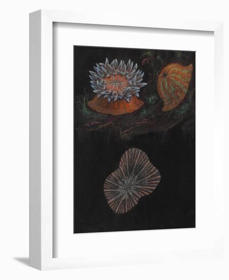 Sea Anemone-Philip Henry Gosse-Framed Giclee Print