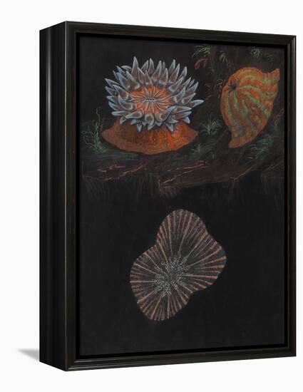 Sea Anemone-Philip Henry Gosse-Framed Premier Image Canvas