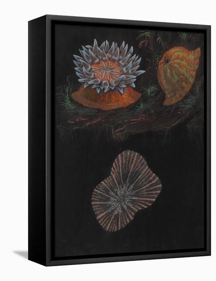 Sea Anemone-Philip Henry Gosse-Framed Premier Image Canvas