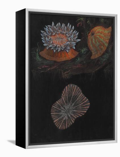 Sea Anemone-Philip Henry Gosse-Framed Premier Image Canvas