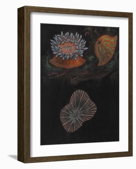 Sea Anemone-Philip Henry Gosse-Framed Giclee Print