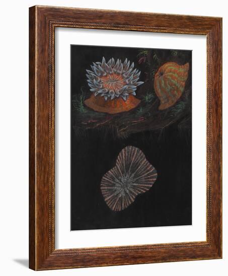 Sea Anemone-Philip Henry Gosse-Framed Giclee Print