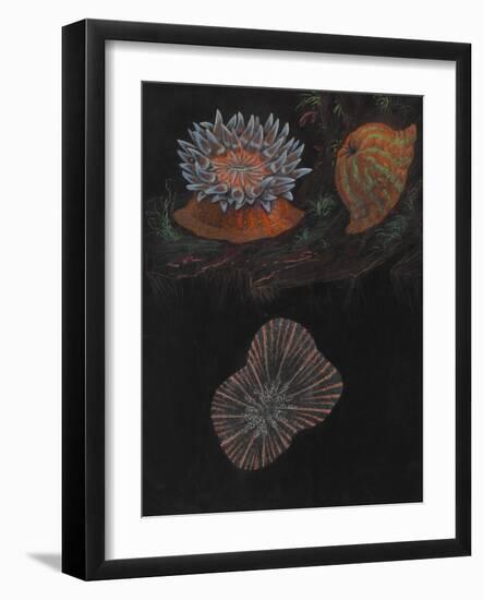 Sea Anemone-Philip Henry Gosse-Framed Giclee Print