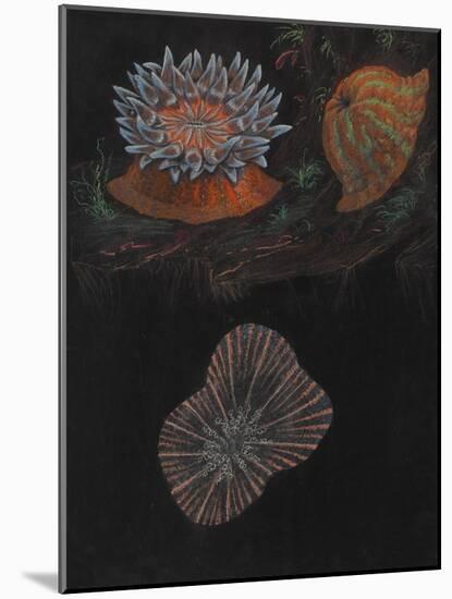 Sea Anemone-Philip Henry Gosse-Mounted Giclee Print