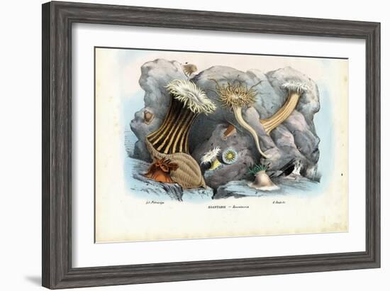 Sea Anemones, 1863-79-Raimundo Petraroja-Framed Giclee Print