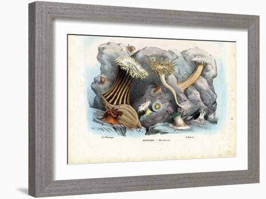 Sea Anemones, 1863-79-Raimundo Petraroja-Framed Giclee Print