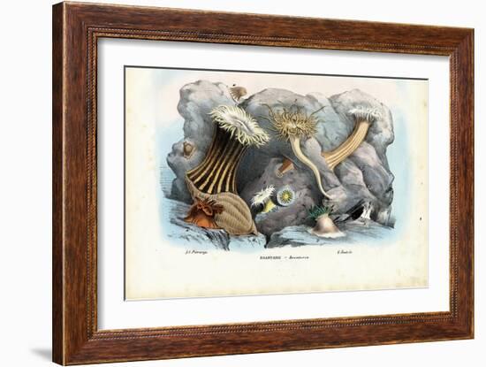 Sea Anemones, 1863-79-Raimundo Petraroja-Framed Giclee Print