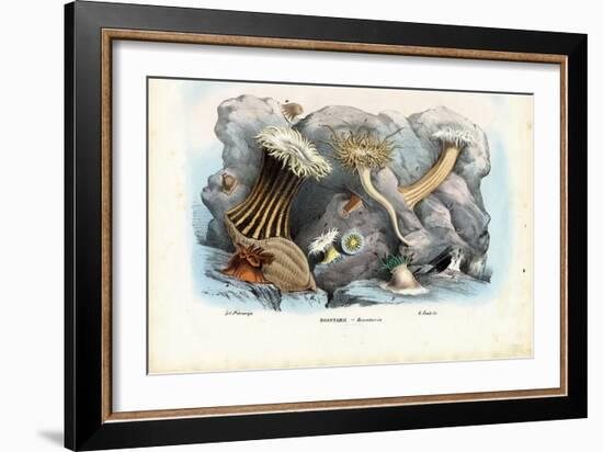 Sea Anemones, 1863-79-Raimundo Petraroja-Framed Giclee Print