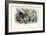 Sea Anemones, 1863-79-Raimundo Petraroja-Framed Giclee Print