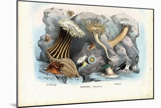 Sea Anemones, 1863-79-Raimundo Petraroja-Mounted Giclee Print