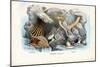 Sea Anemones, 1863-79-Raimundo Petraroja-Mounted Giclee Print