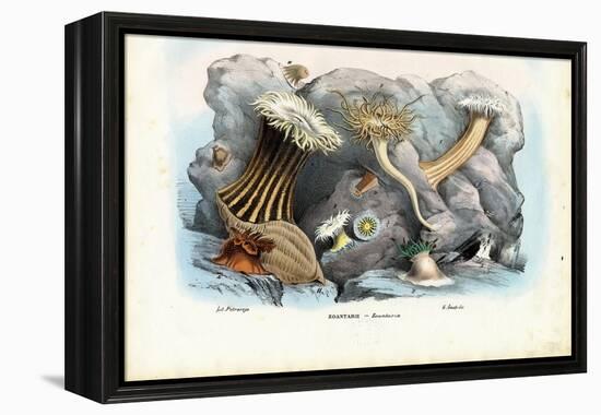 Sea Anemones, 1863-79-Raimundo Petraroja-Framed Premier Image Canvas