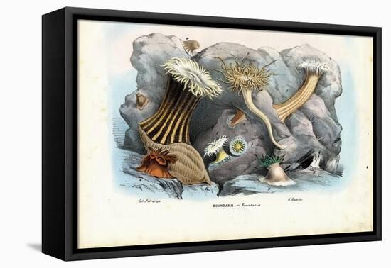 Sea Anemones, 1863-79-Raimundo Petraroja-Framed Premier Image Canvas