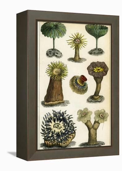 Sea Anemones, C19th Century-A & Co Fullarton-Framed Premier Image Canvas