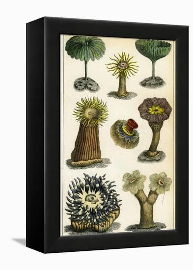 Sea Anemones, C19th Century-A & Co Fullarton-Framed Premier Image Canvas