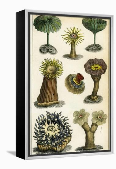 Sea Anemones, C19th Century-A & Co Fullarton-Framed Premier Image Canvas