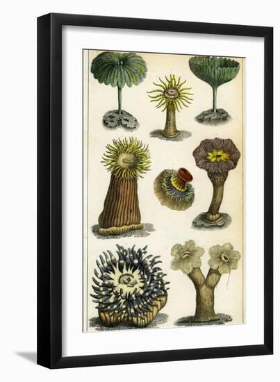 Sea Anemones, C19th Century-A & Co Fullarton-Framed Giclee Print