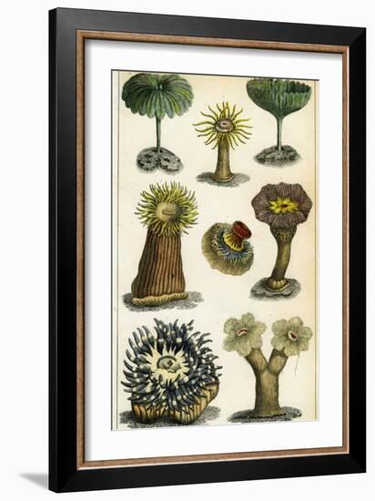 Sea Anemones, C19th Century-A & Co Fullarton-Framed Giclee Print