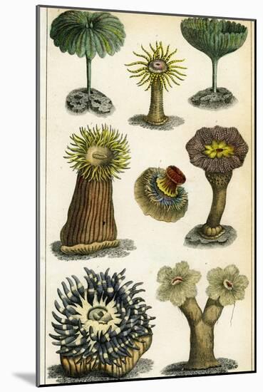 Sea Anemones, C19th Century-A & Co Fullarton-Mounted Giclee Print