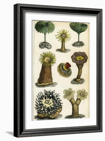 Sea Anemones, C19th Century-A & Co Fullarton-Framed Giclee Print