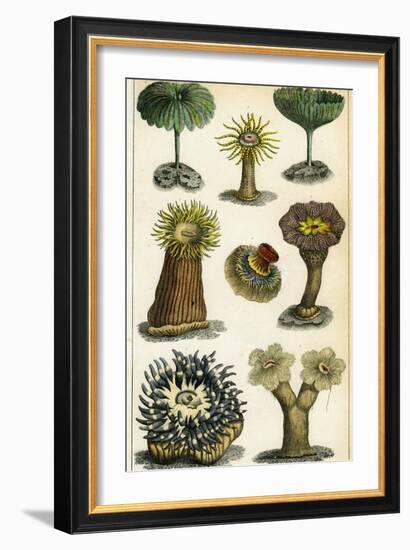 Sea Anemones, C19th Century-A & Co Fullarton-Framed Giclee Print