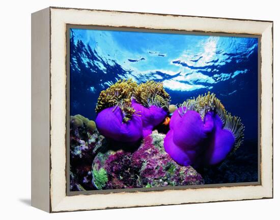 Sea Anemones (Heteractis Magnifica) and Clown Fish (Amphiprion Nigripes)-Andrea Ferrari-Framed Premier Image Canvas