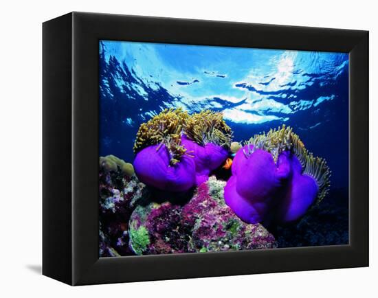 Sea Anemones (Heteractis Magnifica) and Clown Fish (Amphiprion Nigripes)-Andrea Ferrari-Framed Premier Image Canvas